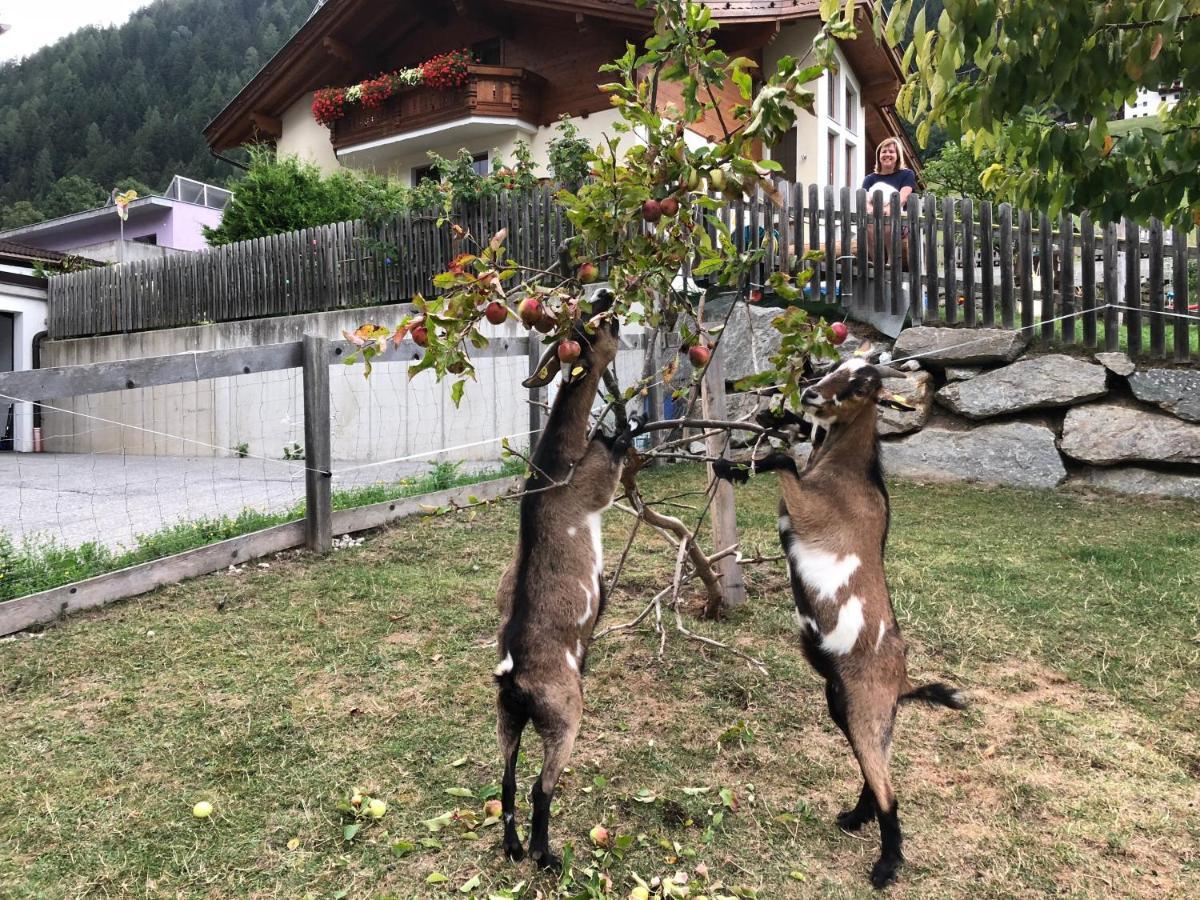 Apartament Jedlerhof Neustift im Stubaital Zewnętrze zdjęcie